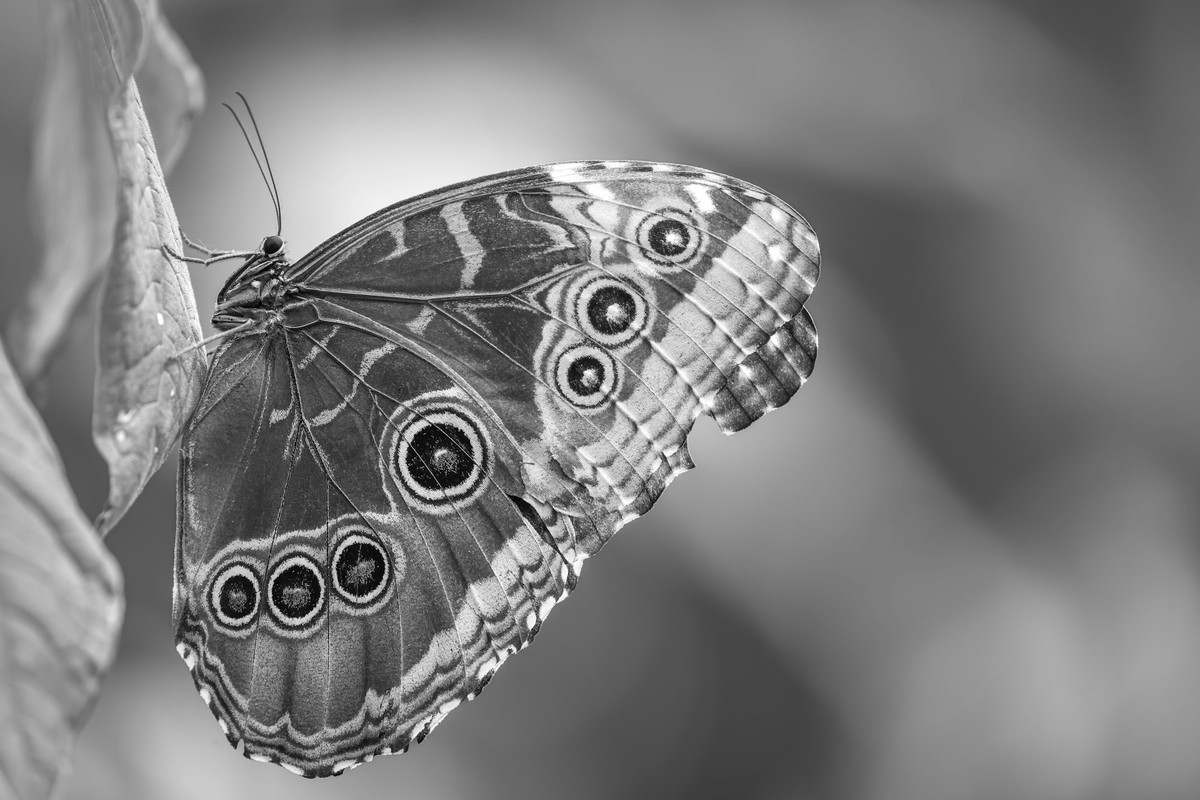 Transformation Detail